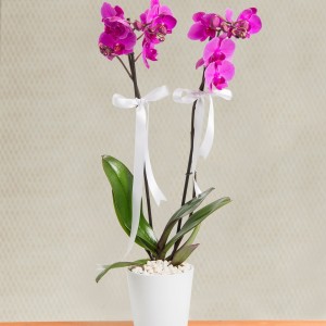 Nobility Purple 2 Branch Orchid-1