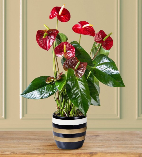 Anthurium Plant in Vase